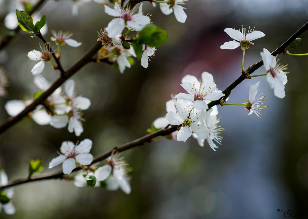 Schlehdornblüte