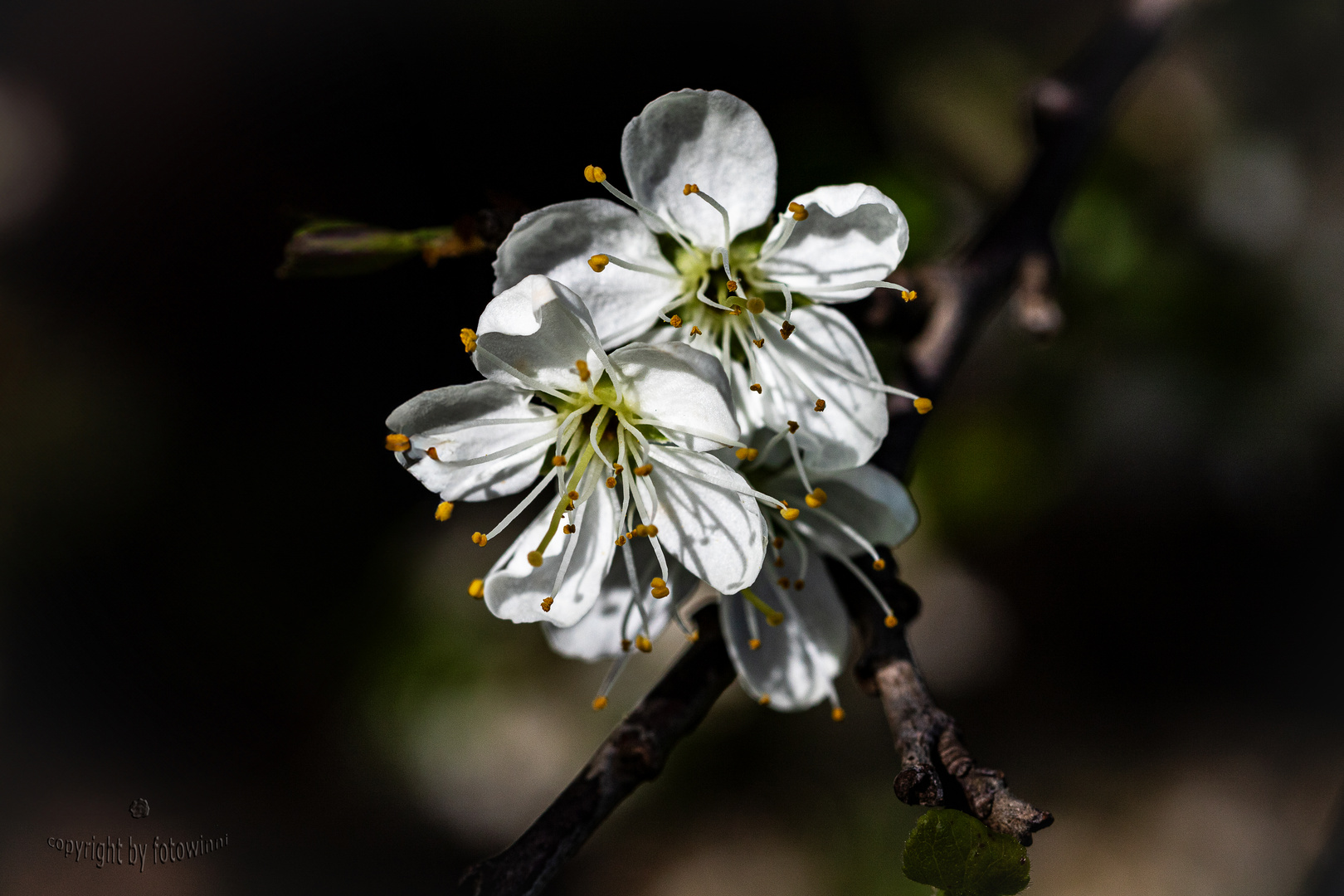 Schlehdornblüten