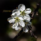 Schlehdornblüten