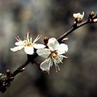 Schlehdornblüten