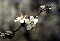 Schlehdornblüten