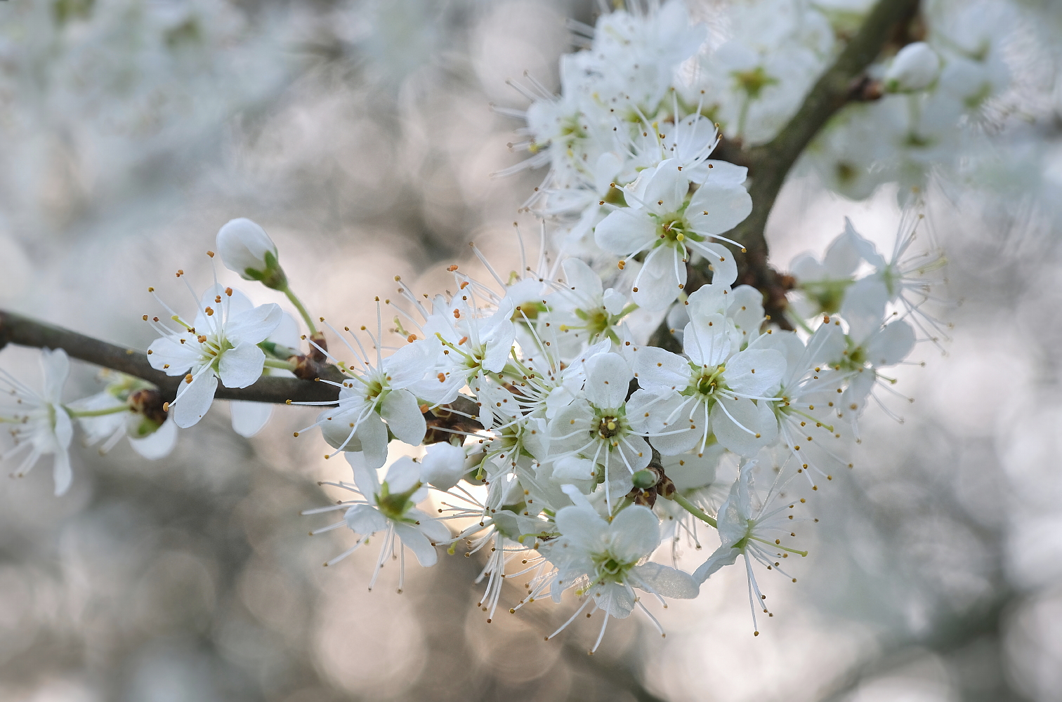 Schlehdornblüten