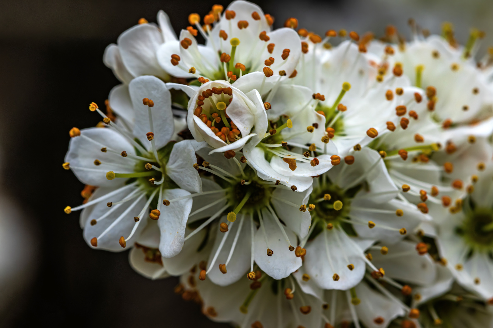 Schlehdornblüten