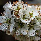 Schlehdornblüten