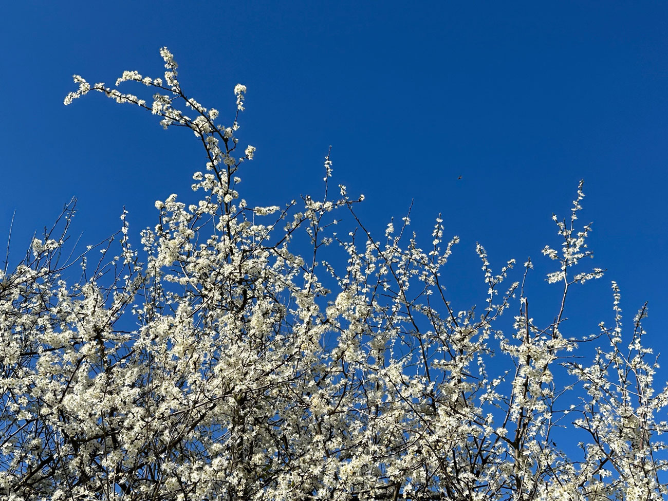 Schlehdornblüten