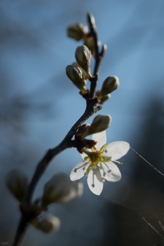 Schlehe im Gegenlicht