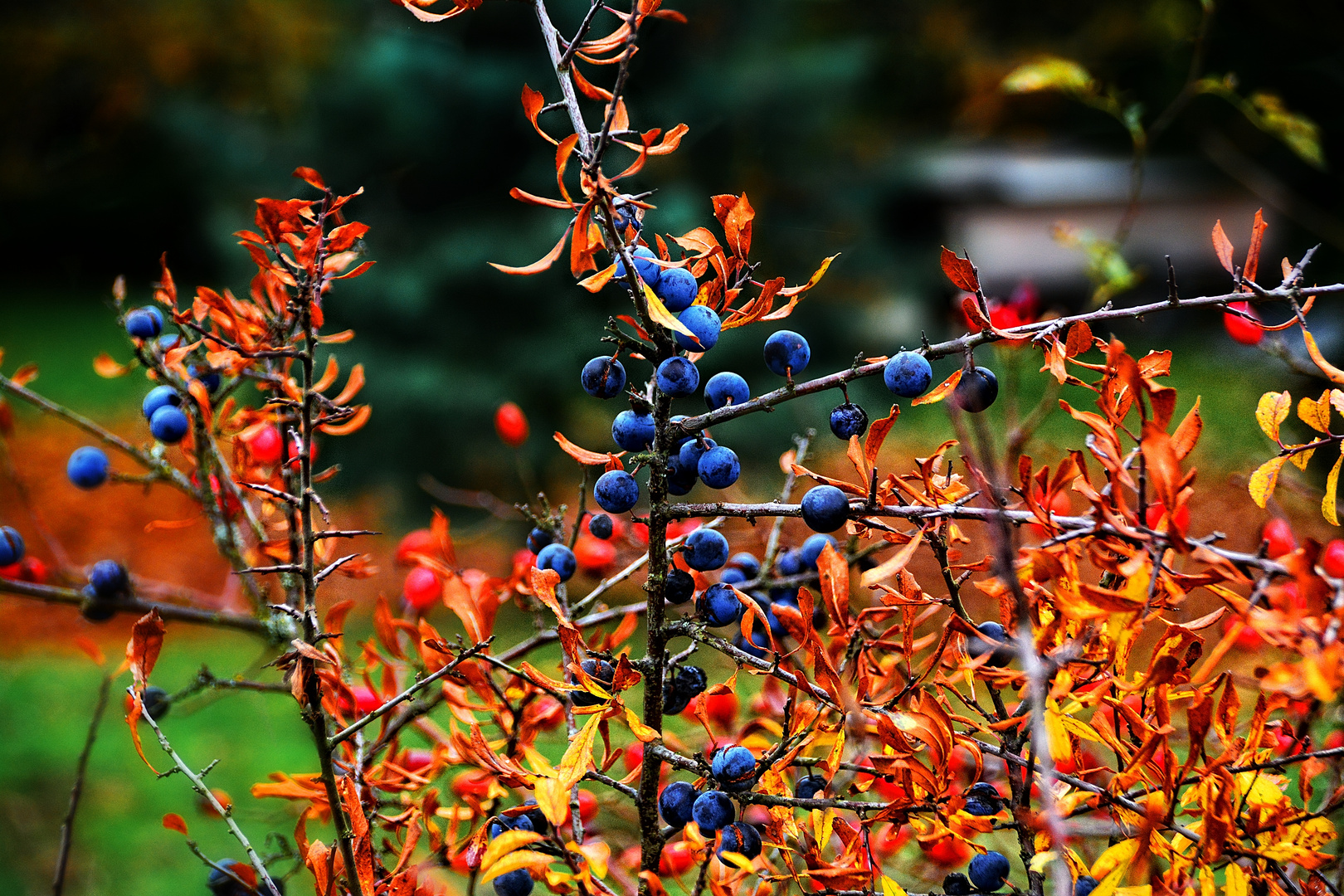 Schlehe im Herbst - II