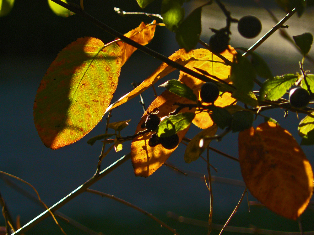 Schlehe im Herbst (Momentaufnahme, äh, Impression)