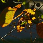 Schlehe im Herbst (Momentaufnahme, äh, Impression)