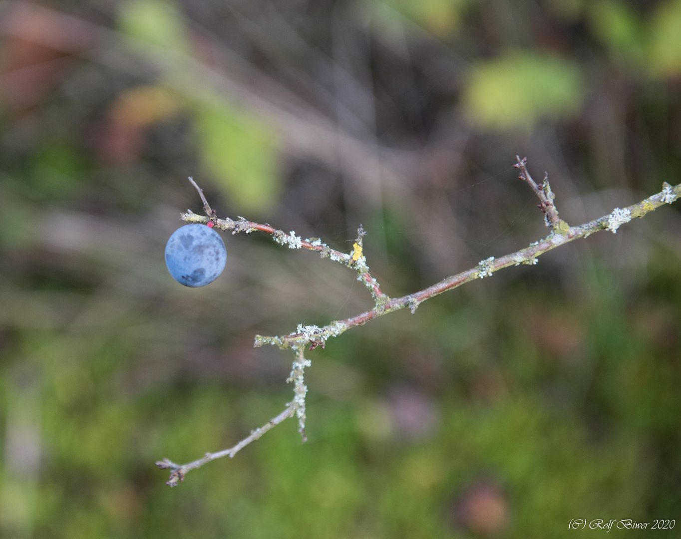 Schlehe im Winter