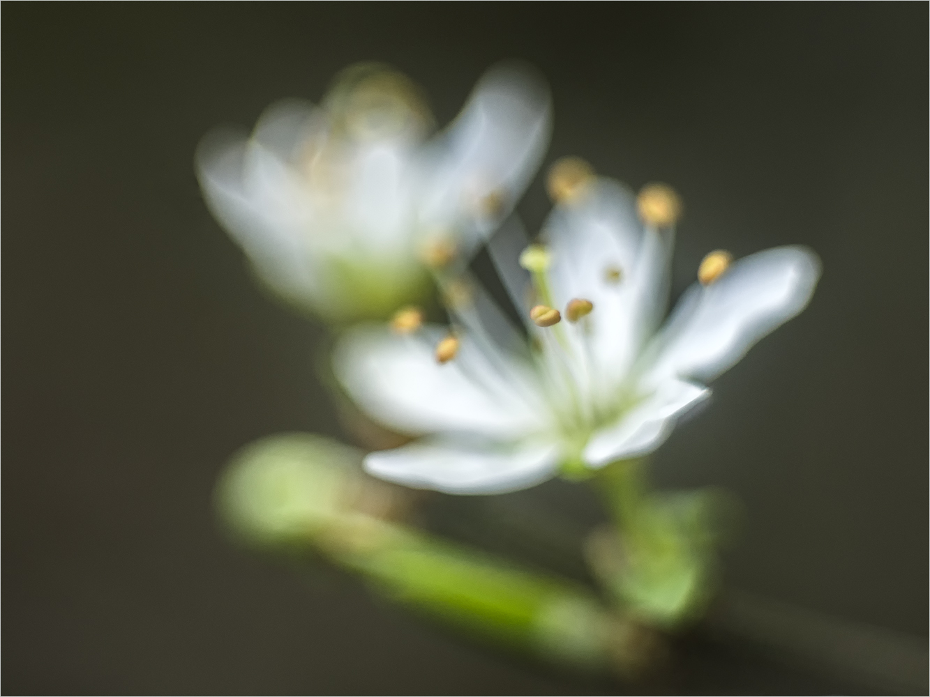 schlehe in altglas #2