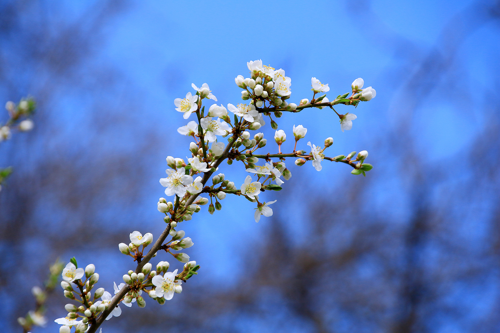 Schlehe mit blauem Hintergrund