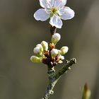 Schlehe oder Schwarzdorn