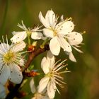 Schlehe (Prunus spinosa)