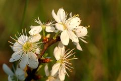 Schlehe (Prunus spinosa)