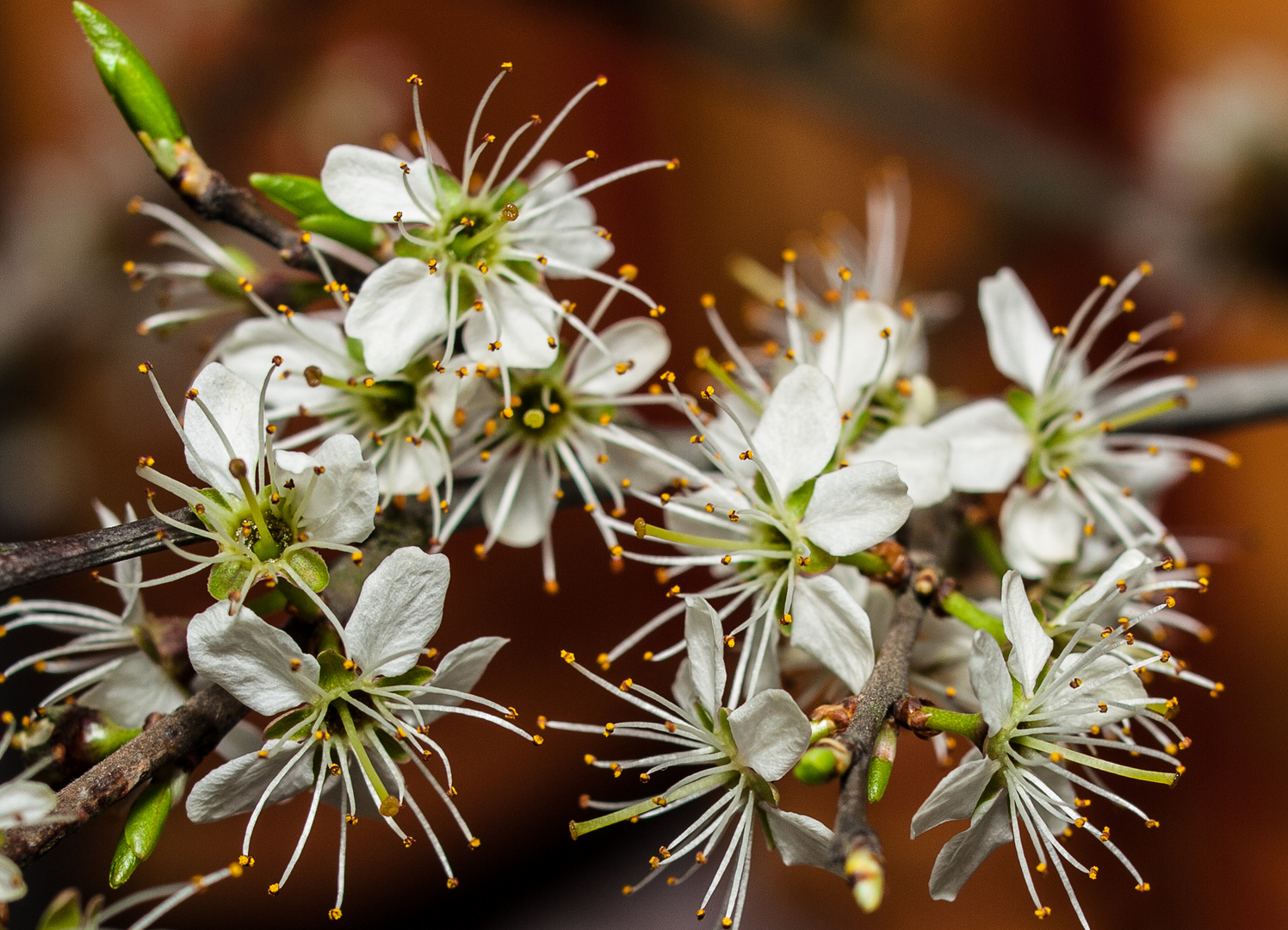 Schlehe - Prunus spinosa,