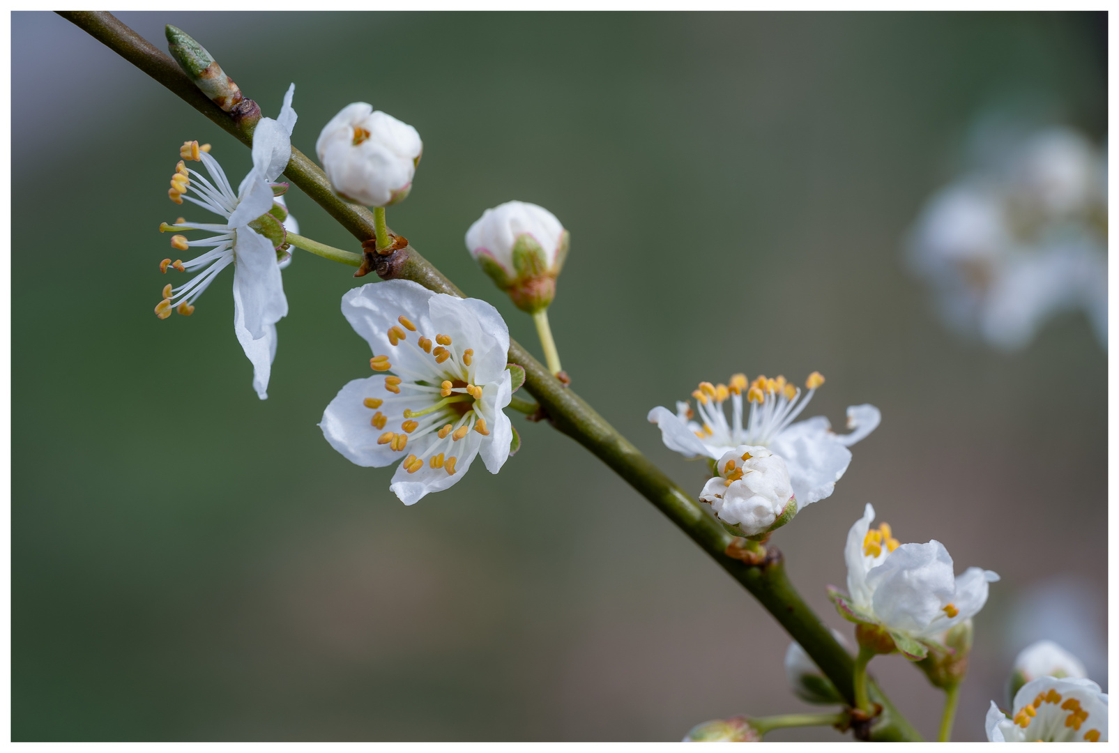 Schlehe Schwarzdorn  Prunus spinosa