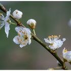 Schlehe Schwarzdorn  Prunus spinosa