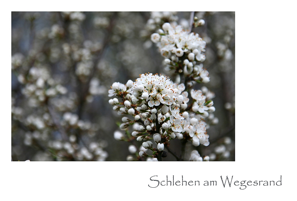 Schlehen am Wegesrand