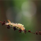 Schlehen-Bürsten-Spinner