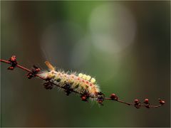 Schlehen-Bürsten-Spinner