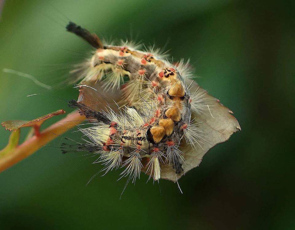 Schlehen Bürstenspinner