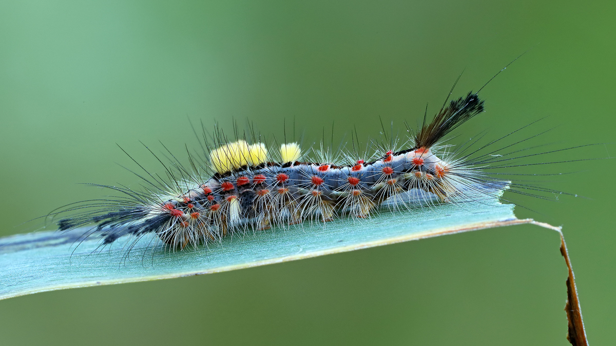 Schlehen-Bürstenspinner