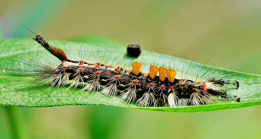 Schlehen-Bürstenspinner