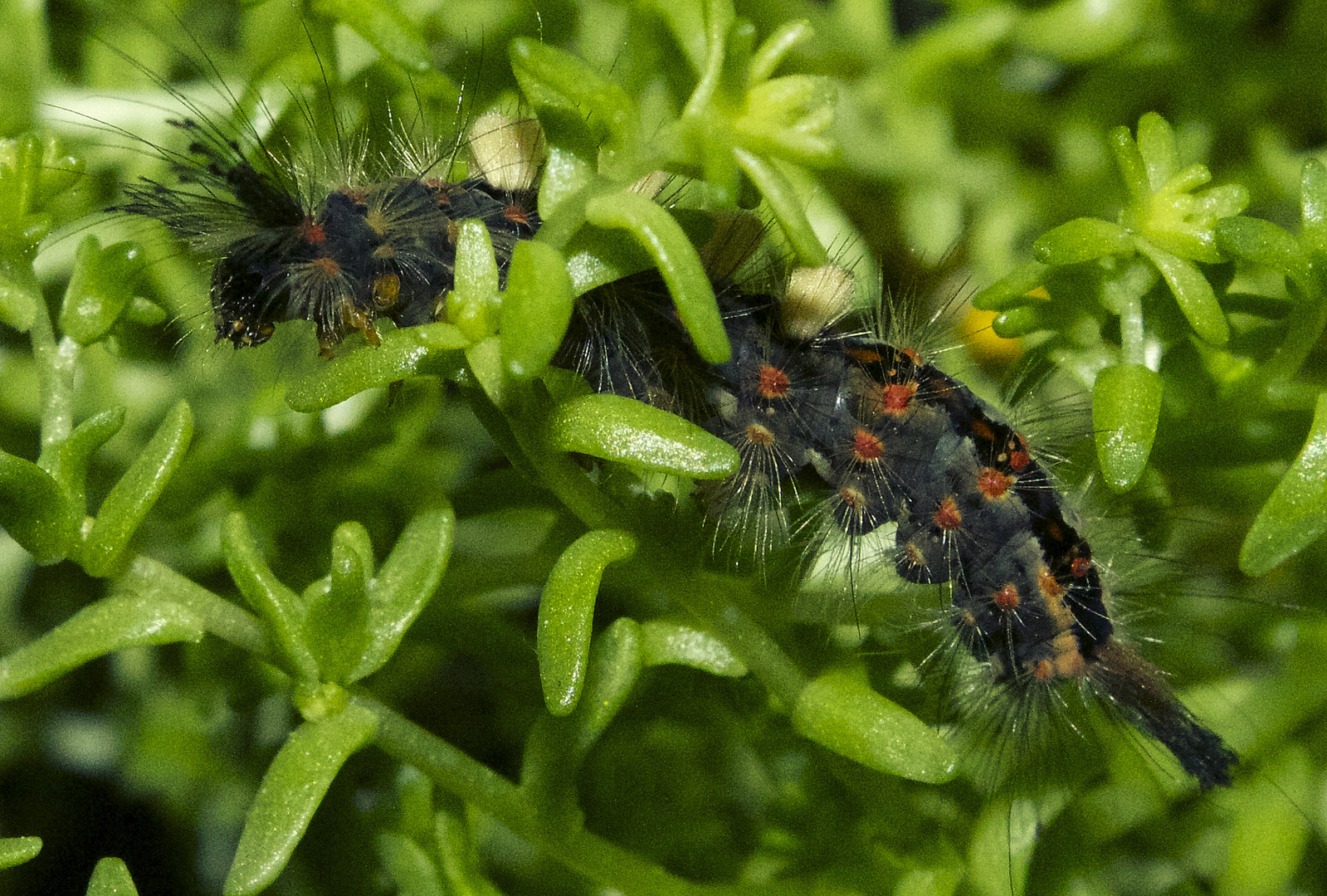 Schlehen-Bürstenspinner II