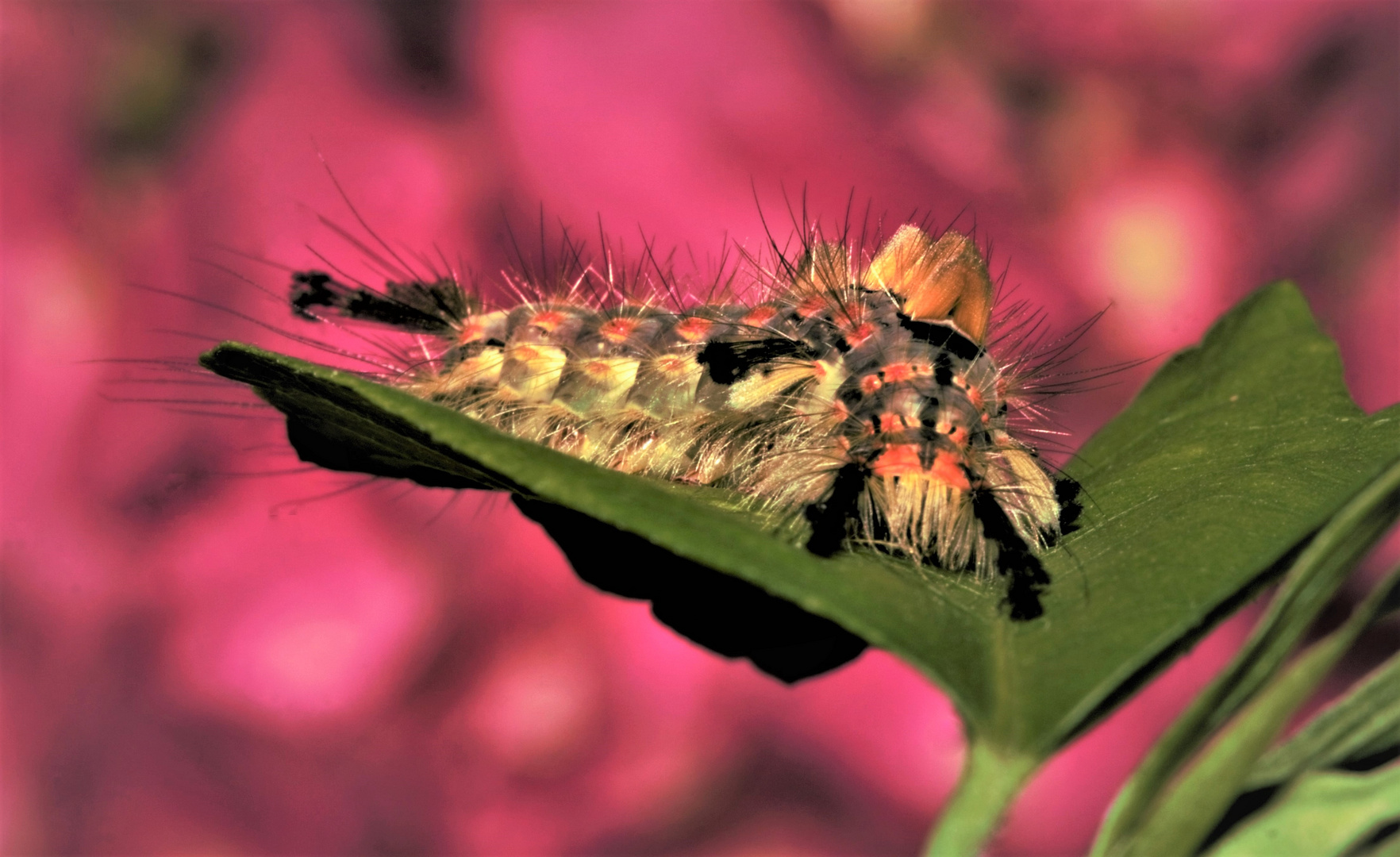 Schlehen-Bürstenspinner (Orgqyia antiqua)