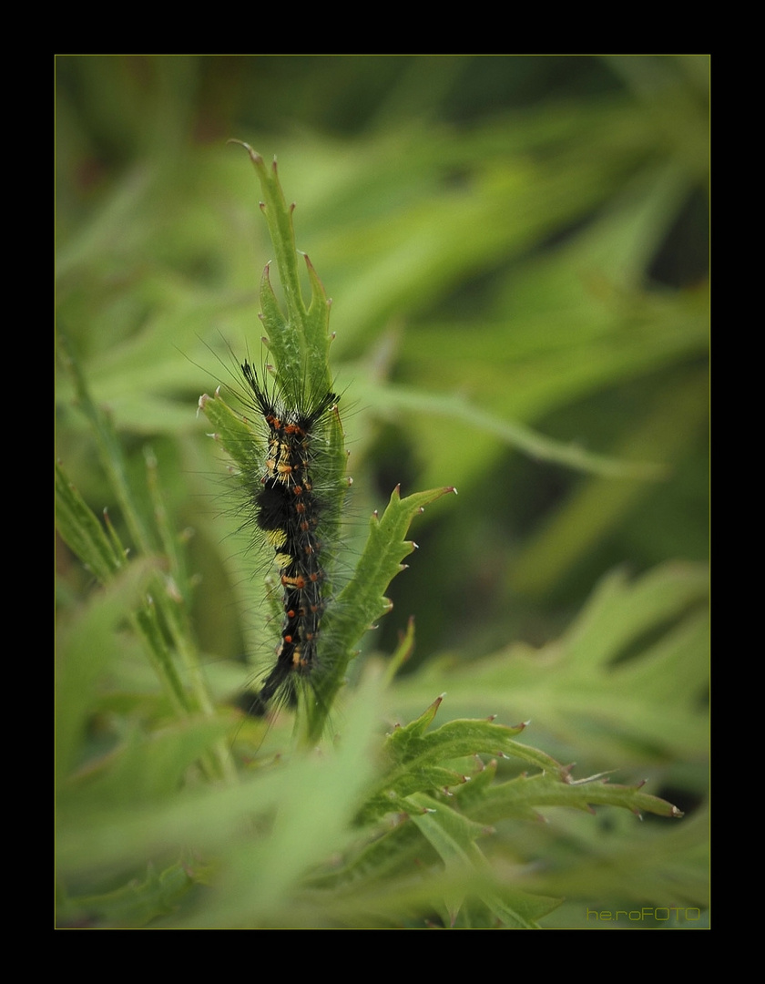 Schlehen-Bürstenspinner (Orgyia antiqua)