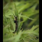 Schlehen-Bürstenspinner (Orgyia antiqua)