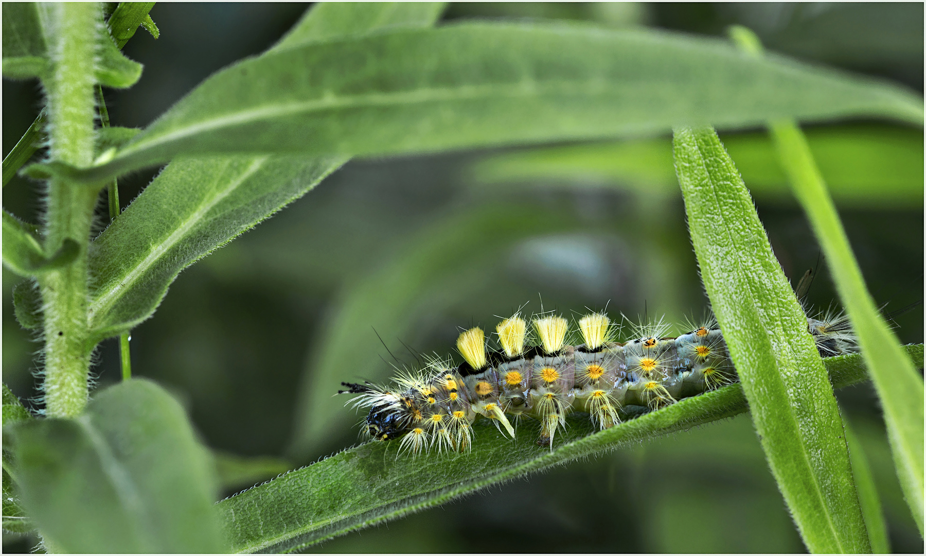 Schlehen-Bürstenspinner  (Orgyia antiqua)