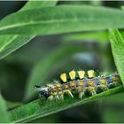 Schlehen-Bürstenspinner  (Orgyia antiqua)