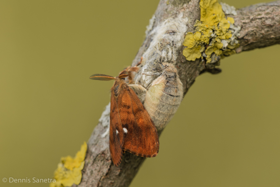 Schlehen-Bürstenspinner (Orgyia antiqua) Paarung