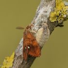 Schlehen-Bürstenspinner (Orgyia antiqua) Paarung