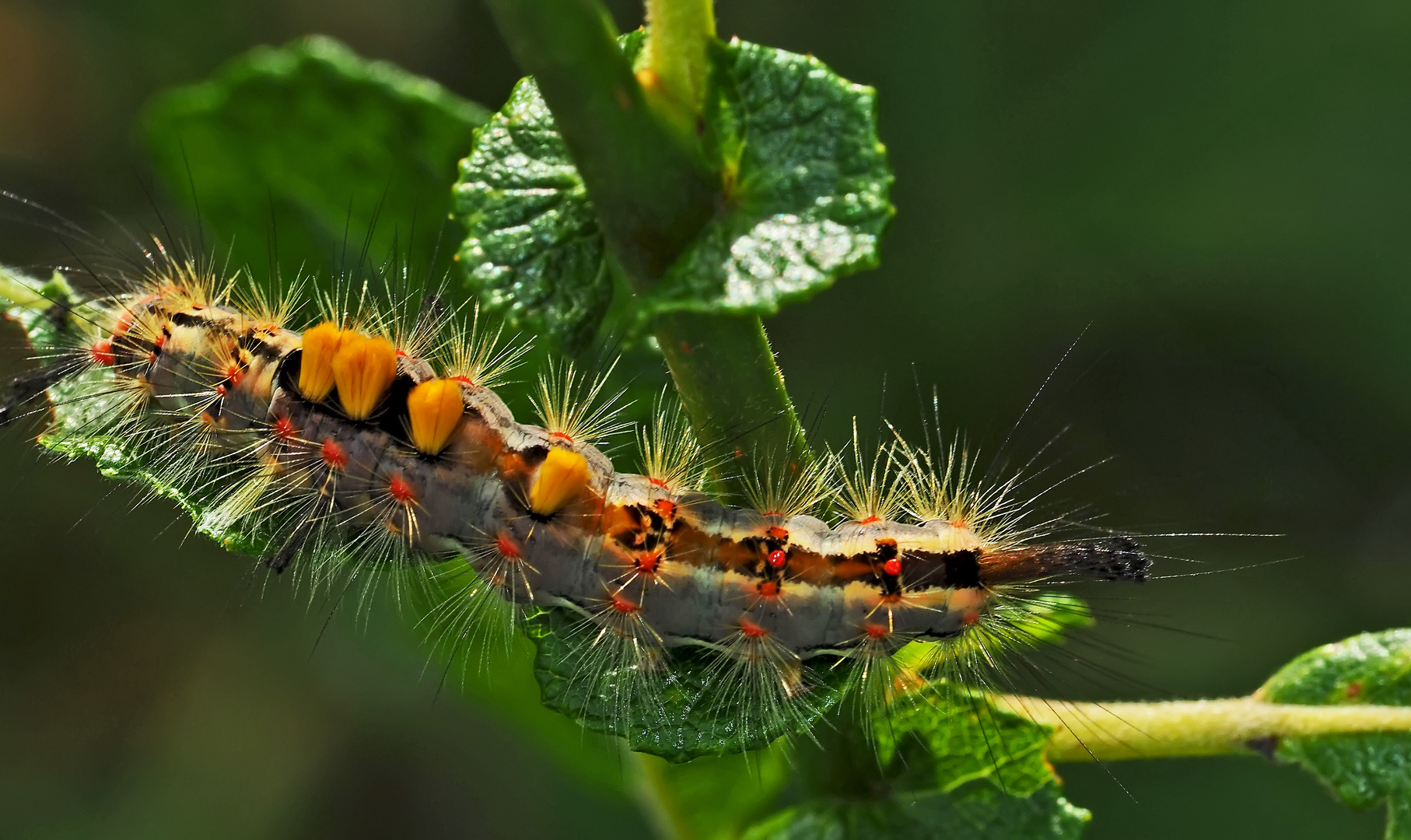 Schlehen-Bürstenspinner (Orgyia antiqua) Raupe