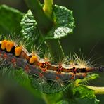 Schlehen-Bürstenspinner (Orgyia antiqua) Raupe