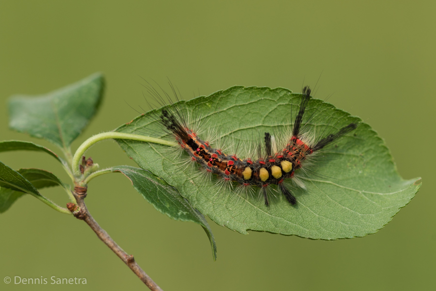 Schlehen-Bürstenspinner (Orgyia antiqua) Raupe