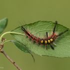 Schlehen-Bürstenspinner (Orgyia antiqua) Raupe