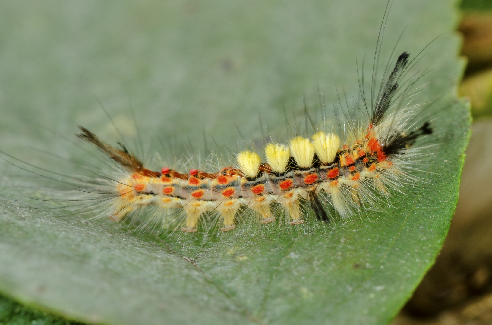 Schlehen-Bürstenspinner (Orygia antiqua)