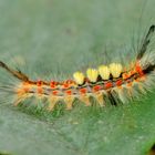 Schlehen-Bürstenspinner (Orygia antiqua)