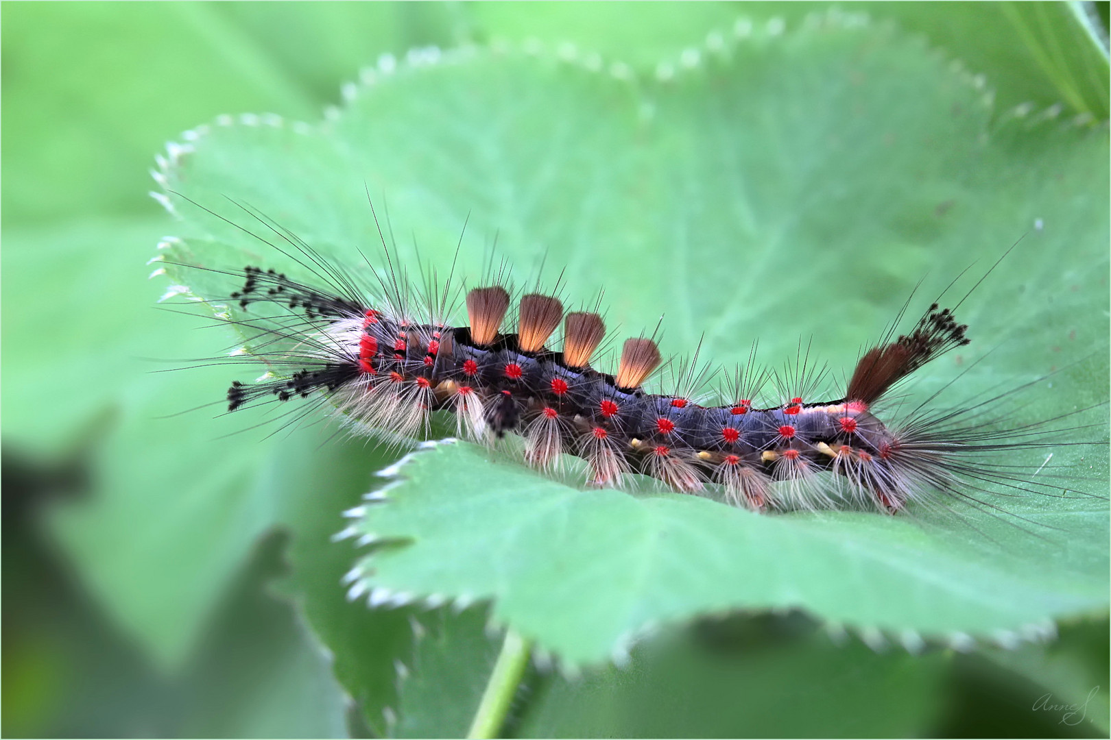 Schlehen-Bürstenspinner-Raupe