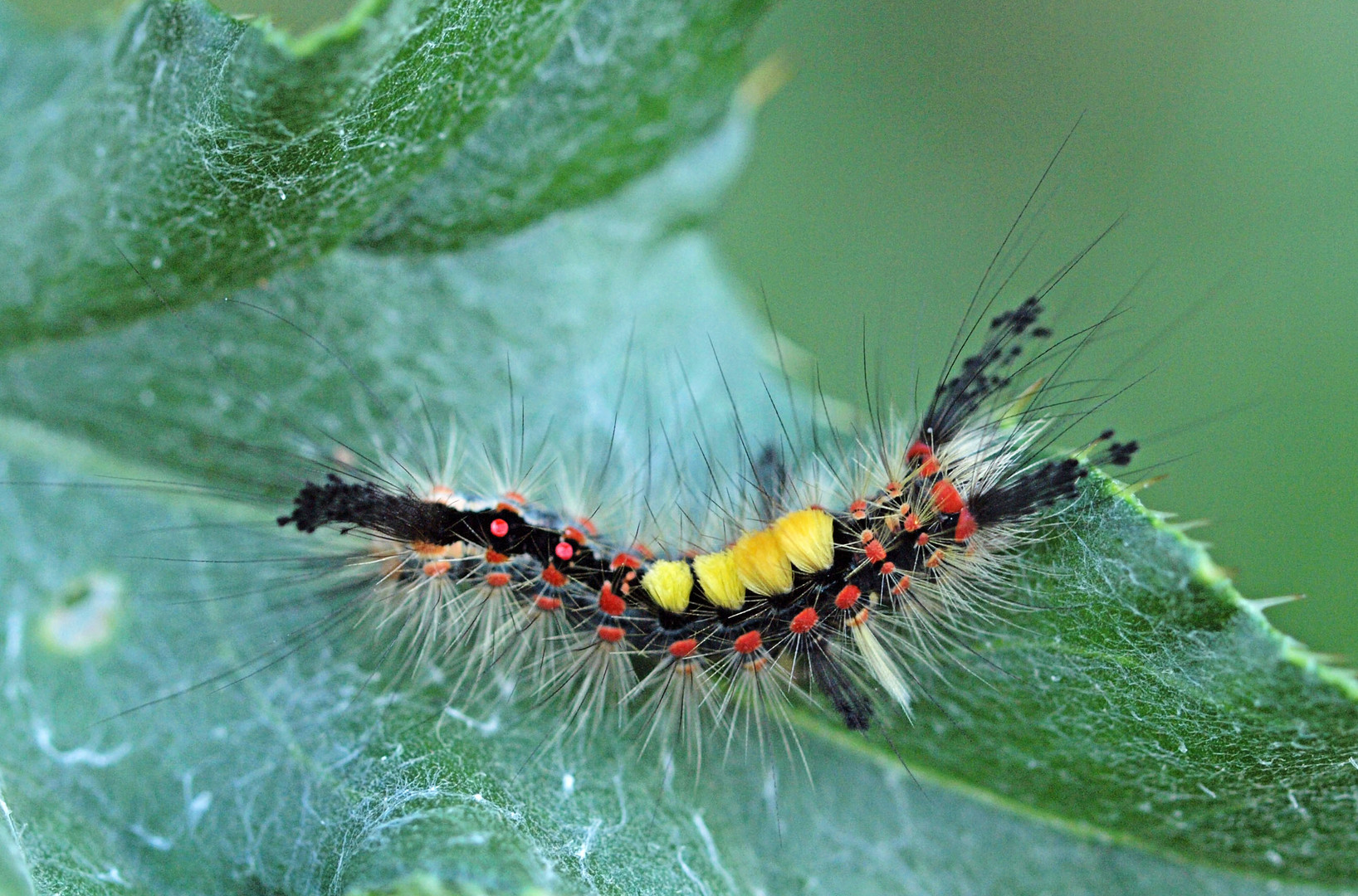 Schlehen-Bürstenspinner-Raupe