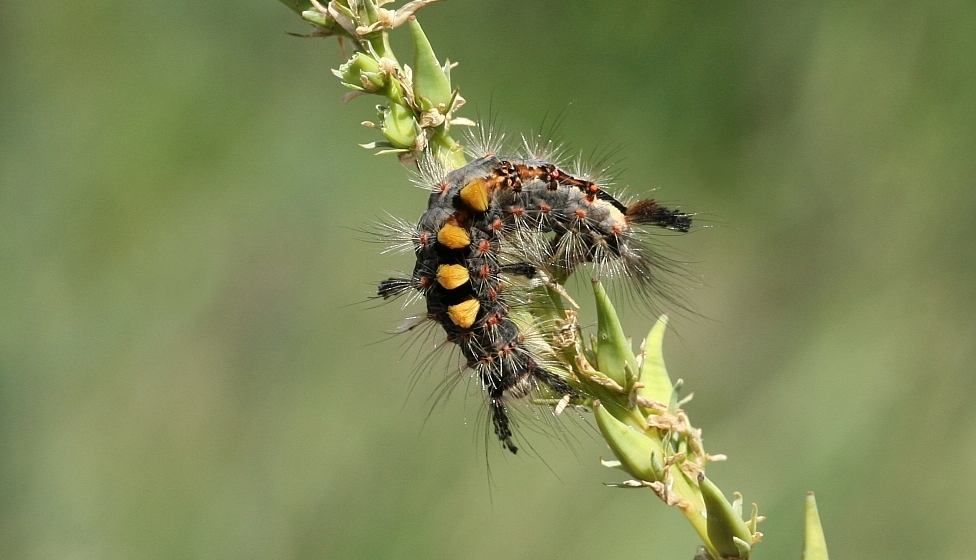 Schlehen Bürstenspinner Raupe