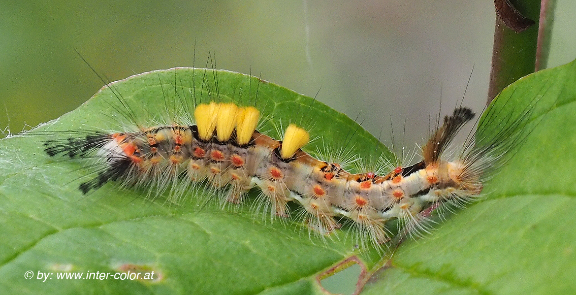 Schlehen-Bürstenspinner Raupe