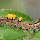 Schlehen-Bürstenspinner Raupe