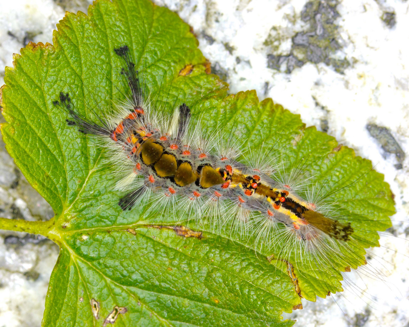 Schlehen-Bürstenspinner von oben