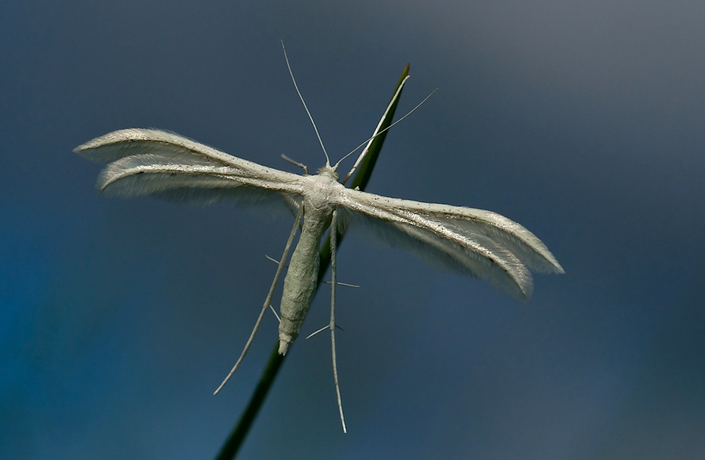 Schlehen-Federgeistchen (Pterophorus pentadactyla)