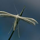 Schlehen-Federgeistchen (Pterophorus pentadactyla)